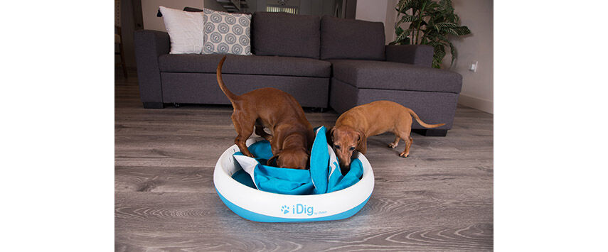 Toys for Pets